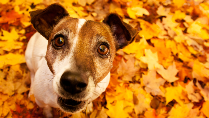 Cani e parassiti a fine estate: perché la prevenzione non deve fermarsi Cani e parassiti a fine estate: perché la prevenzione non deve fermarsi