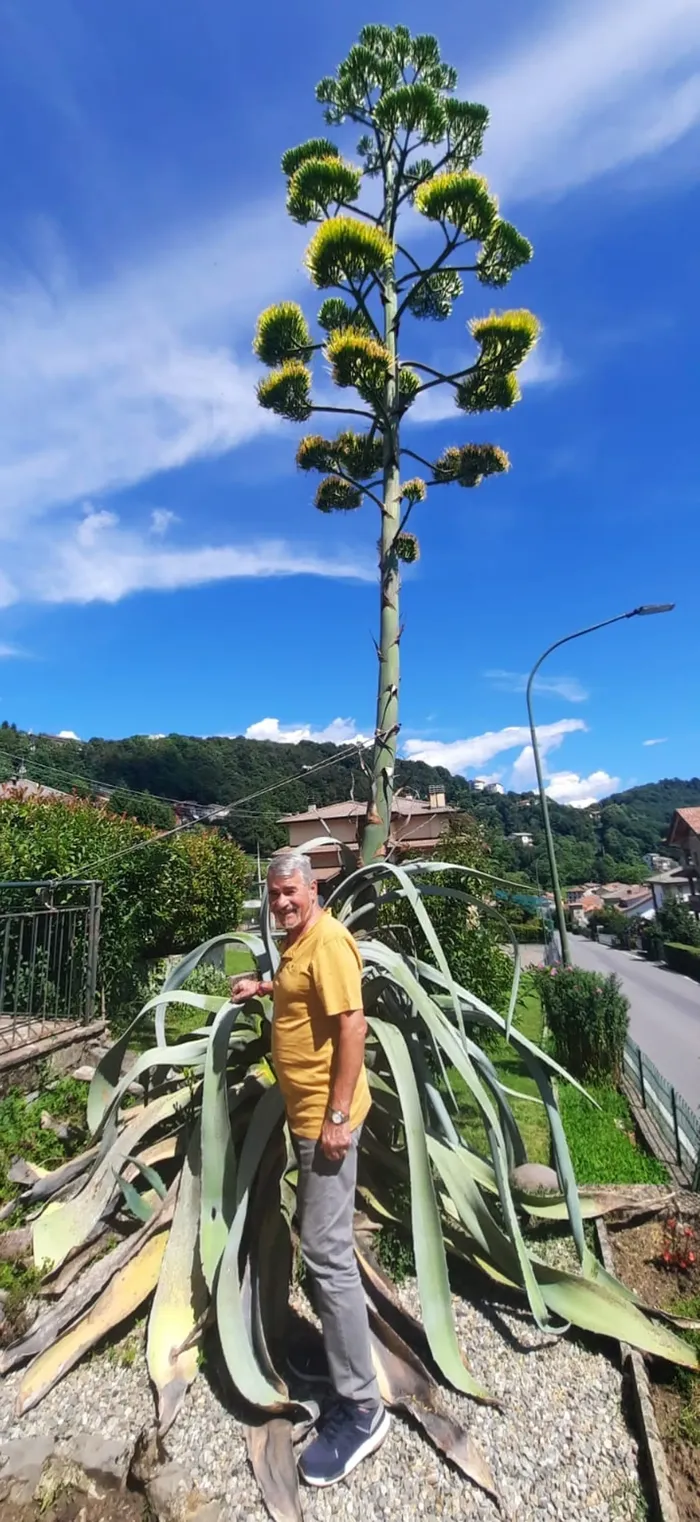 Dario Bettinelli, 68 anni, con la sua agave di 8 metri a Berbenno