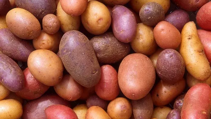 https://storage.ecodibergamo.it/media/photologue/2025/8/4/photos/cache/le-patate-si-sono-evolute-dai-pomodori-9-milioni-di-anni-fa_156aea88-70f5-11f0-a41d-a1b131eca562_v3_large_16_9.webp