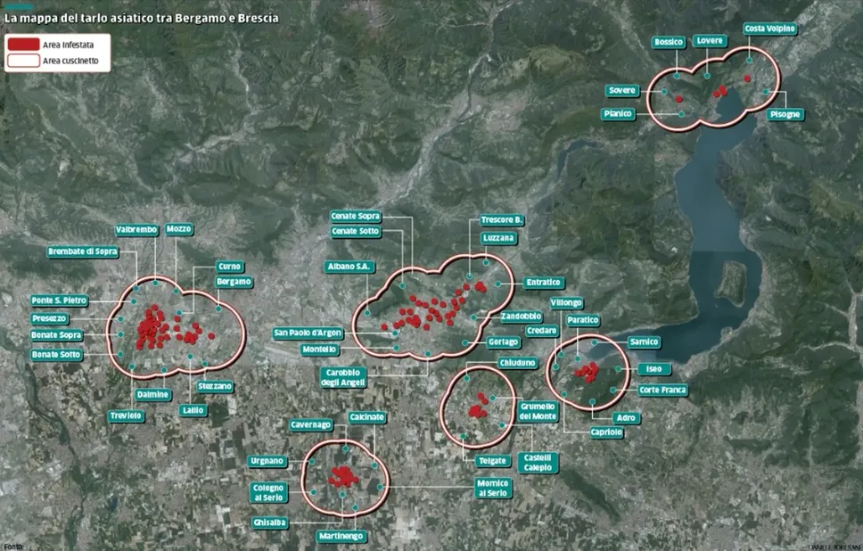 Le zone di maggior diffusione del tarlo asiatico Le zone di maggior diffusione del tarlo asiatico