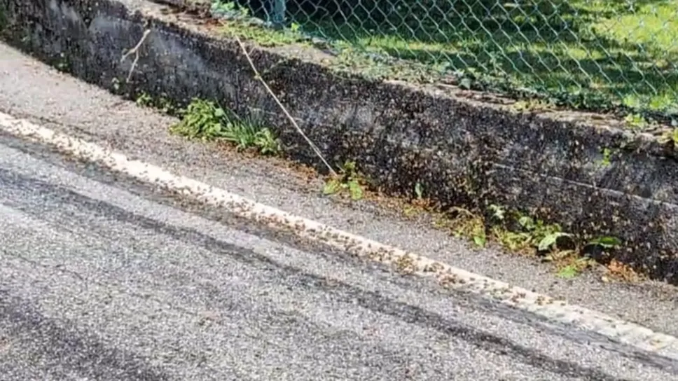 Migliaia di api si sono avventate sul miele sversato in strada