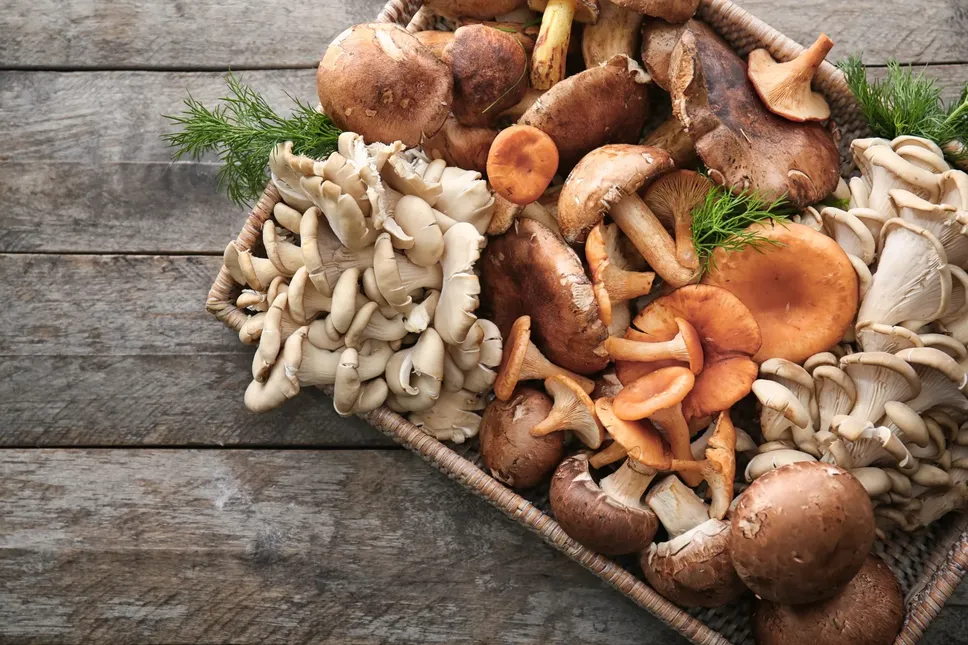 funghi
