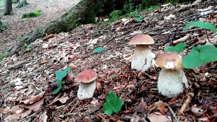 Funghi, attivi i punti di controllo dell’Ats per la verifica di commestibilità Funghi, attivi i punti di controllo dell’Ats per la verifica di commestibilità