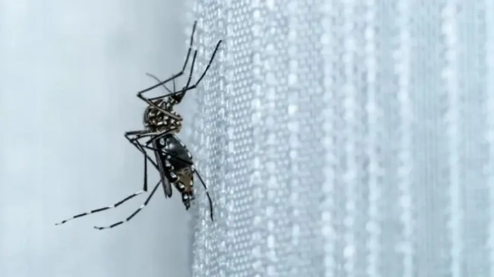 Una zanzara porattrice di West Nile