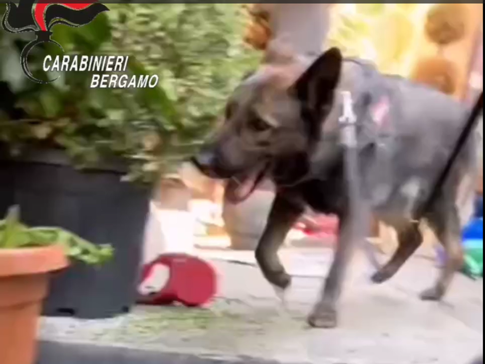 Il cane Mitch