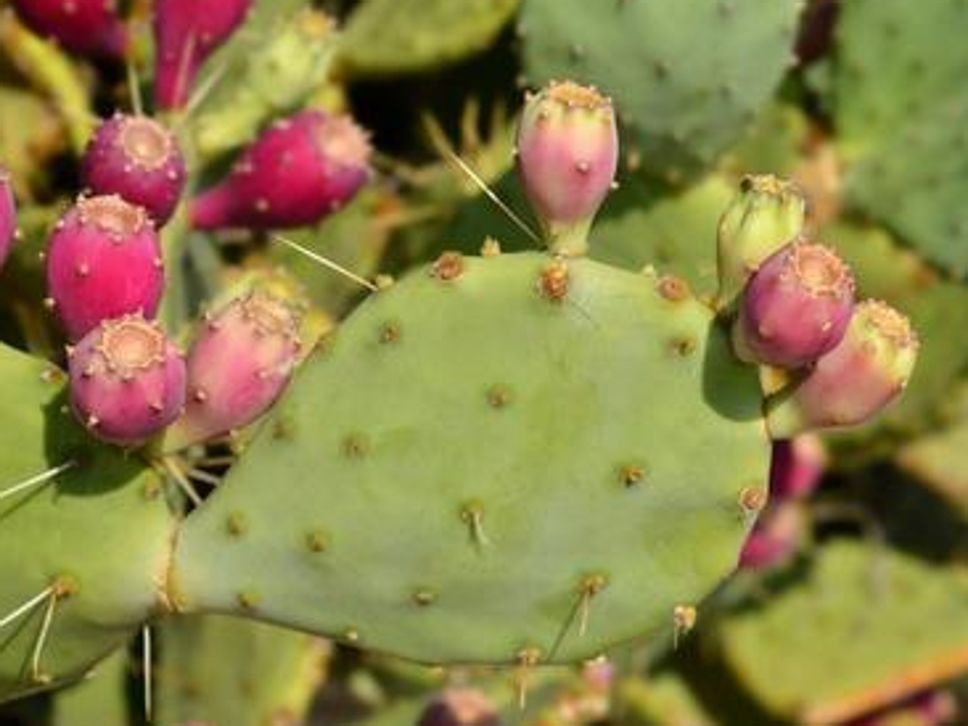 Fico d’india. La pianta succulenta che, nella sua varietà di cactus opuntia ficus-indica, possiede pale edibili Fico d’india. La pianta succulenta che, nella sua varietà di cactus opuntia ficus-indica, possiede pale edibili