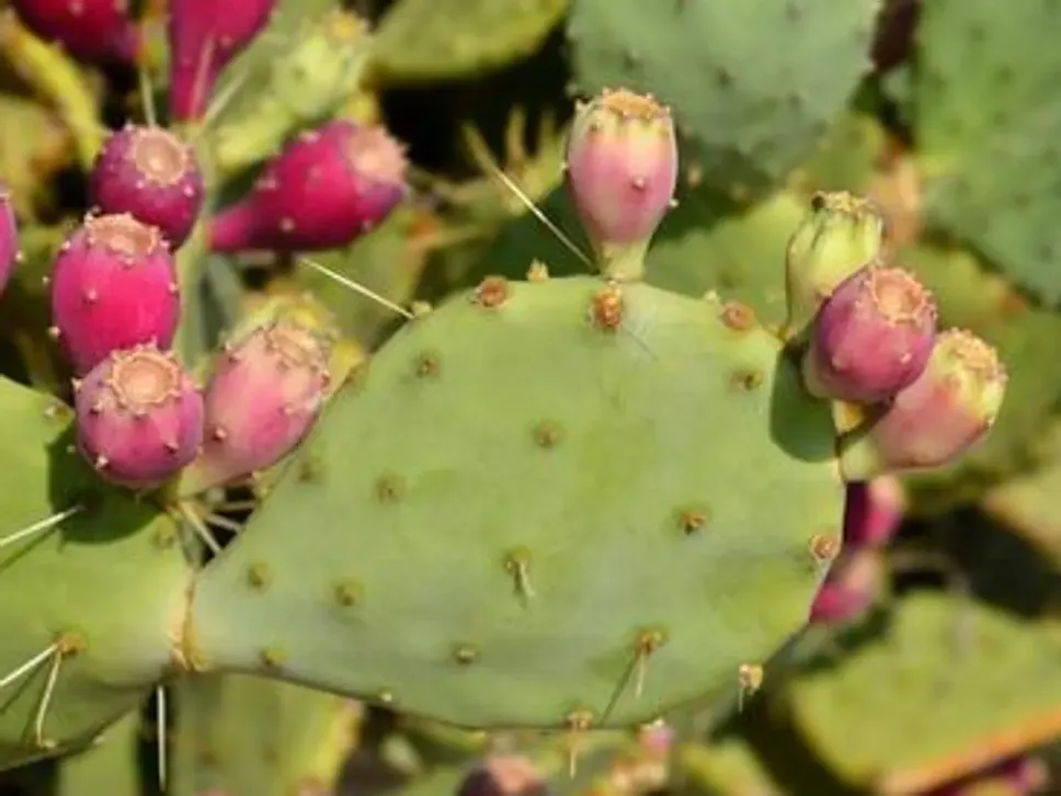 Fico d’india. La pianta succulenta che, nella sua varietà di cactus opuntia ficus-indica, possiede pale edibili
