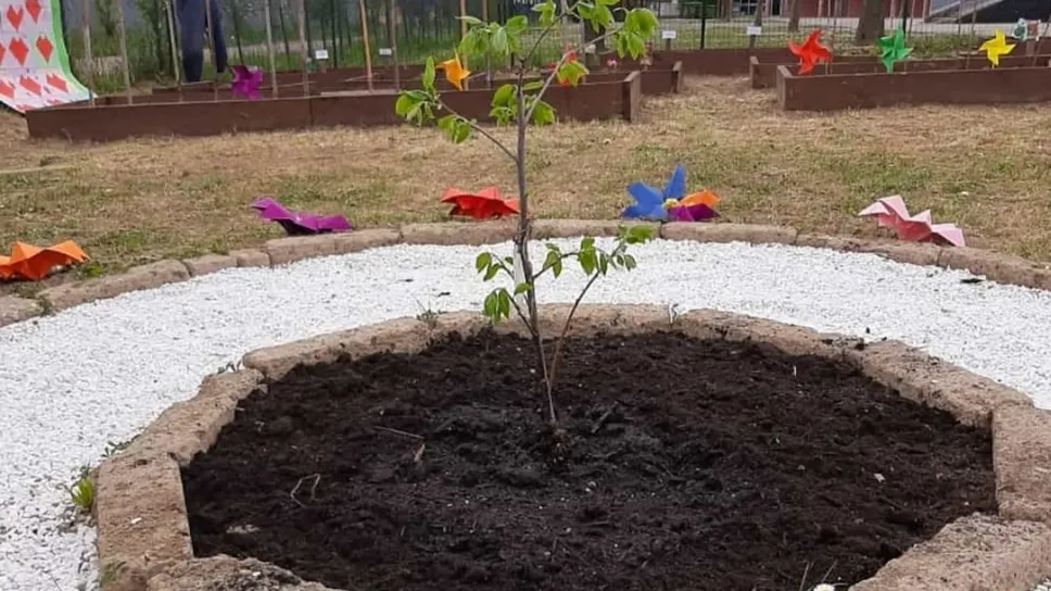 La pianticella di Kaki La pianticella di Kaki