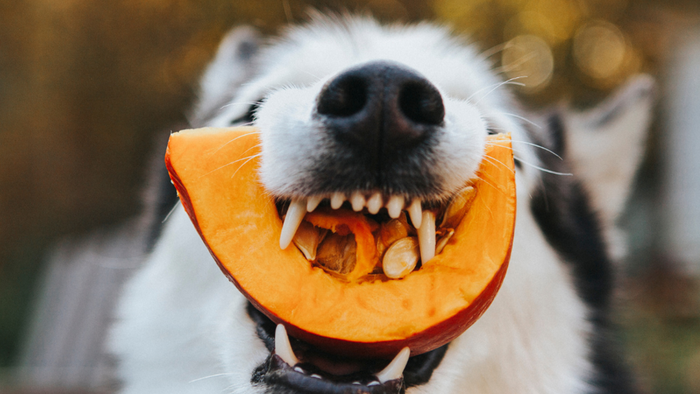 Non solo bocconi: i mille volti dell’avvelenamento negli animali domestici