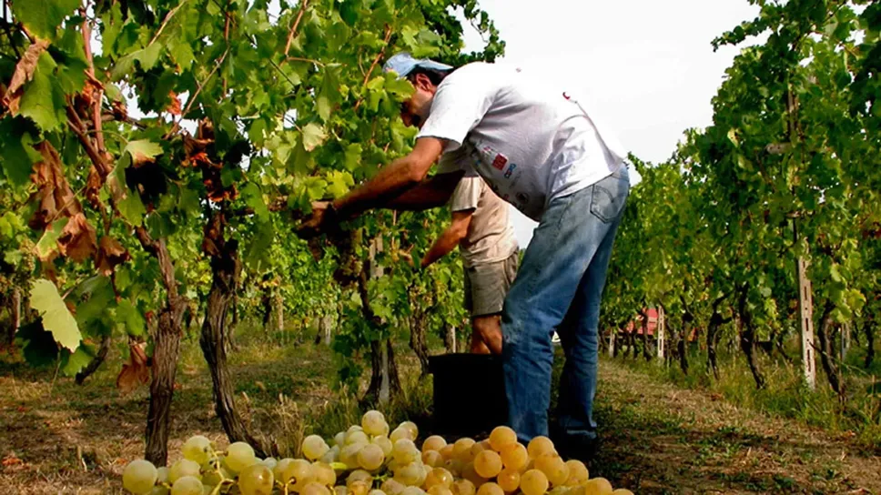 Il vino italiano sta affrontando una fase complessa che vede una vendemmia positiva ma un mercato saturo e dazi Usa penalizzanti Il vino italiano sta affrontando una fase complessa che vede una vendemmia positiva ma un mercato saturo e dazi Usa penalizzanti