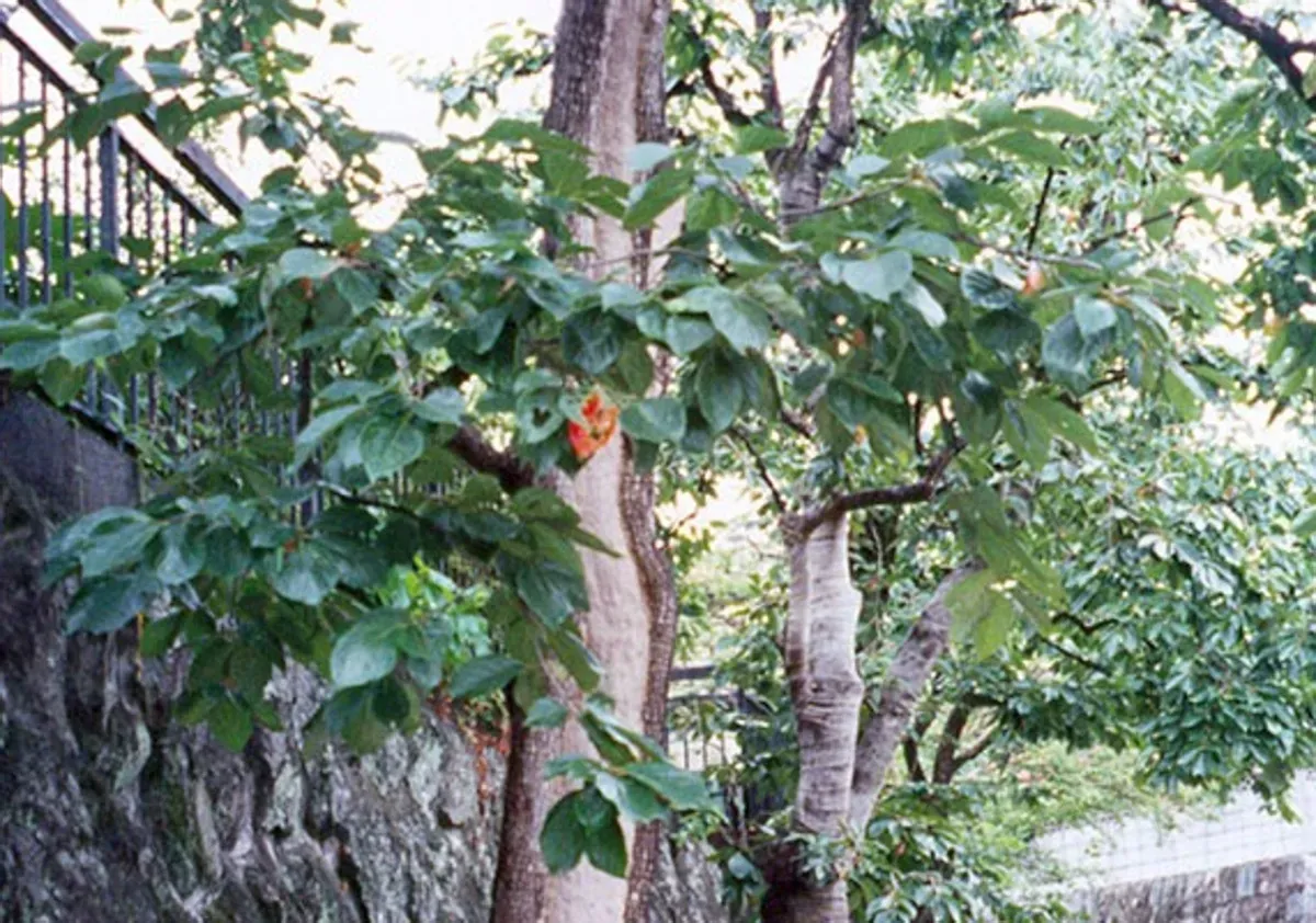 L’albero sopravvissuto