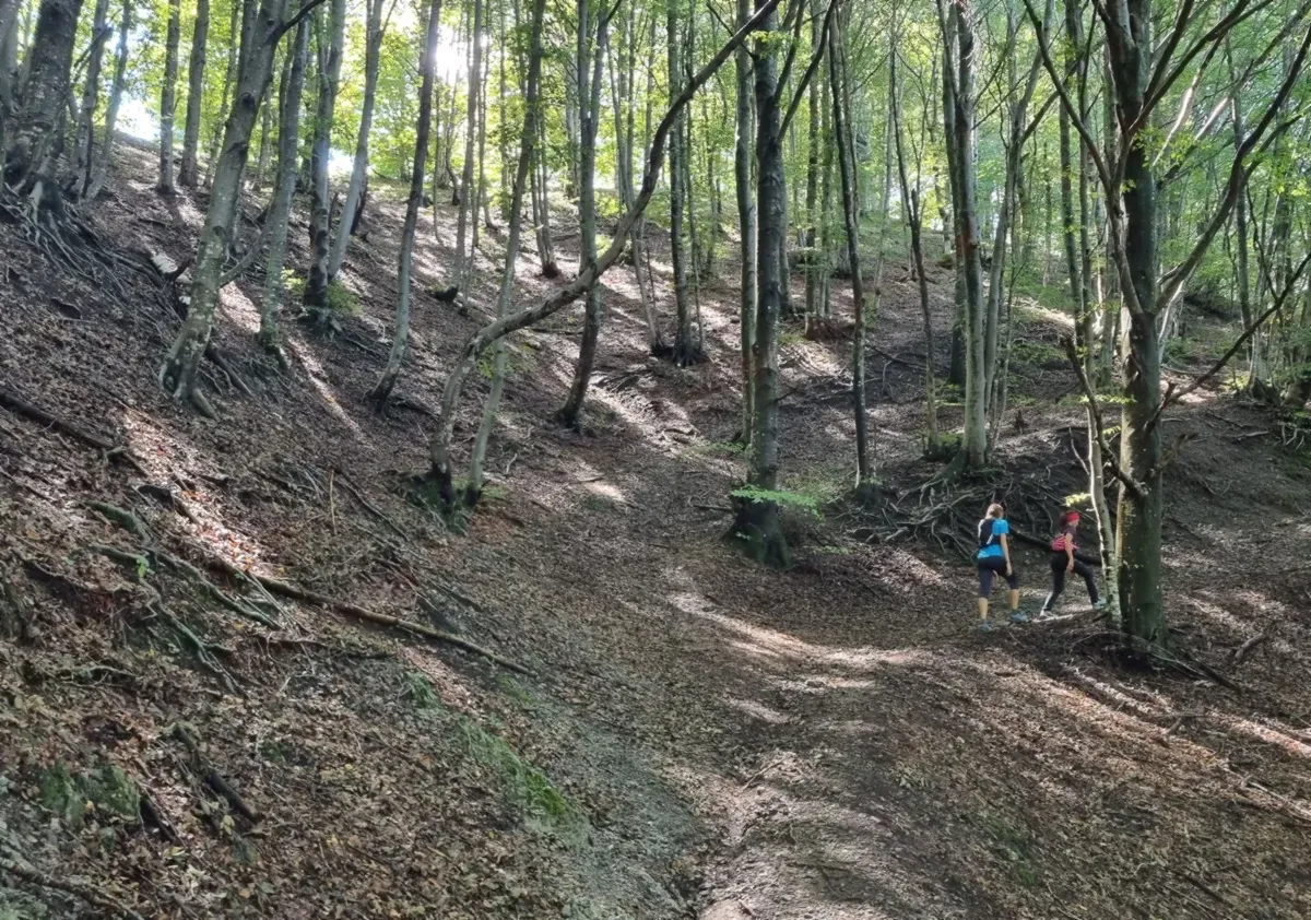 La bella faggeta verso la bocchetta di Desio