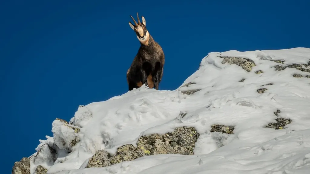 Un camoscio nella zona di Foppolo