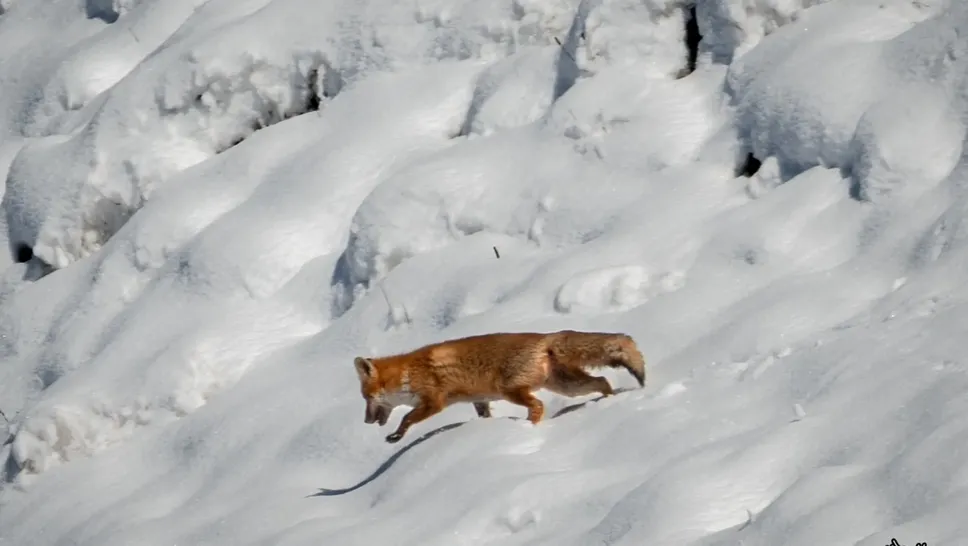 Una volpe sulla neve nei dintorni di Foppolo