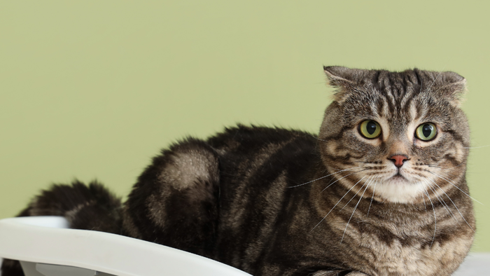 Quando il gatto soffre per urinare: cause, sintomi e prevenzione