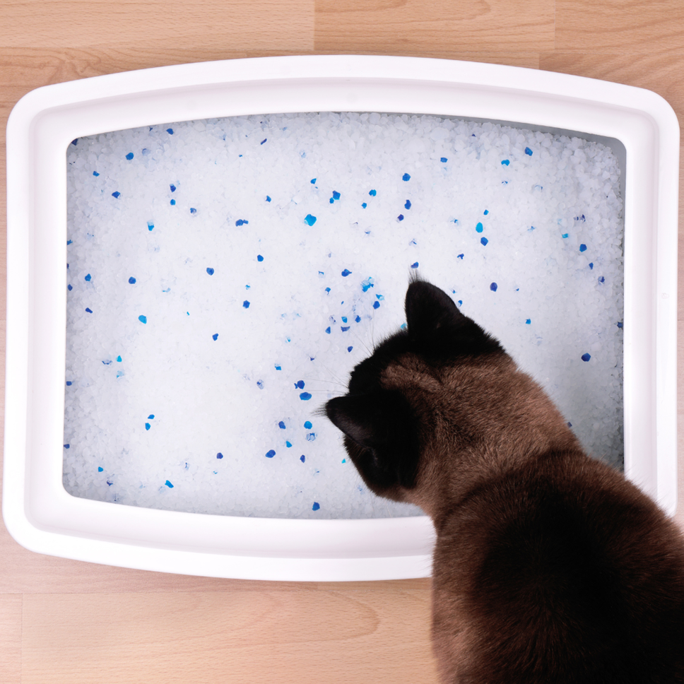 Un gatto e la sua lettiera
