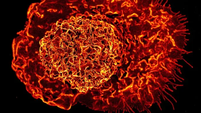 https://storage.ecodibergamo.it/media/photologue/2025/9/3/photos/cache/cellule-immunitarie-riprogrammate-accelerano-la-guarigione-delle-ferite_328544d6-888f-11f0-923a-e762868bd155_v3_large_16_9.webp