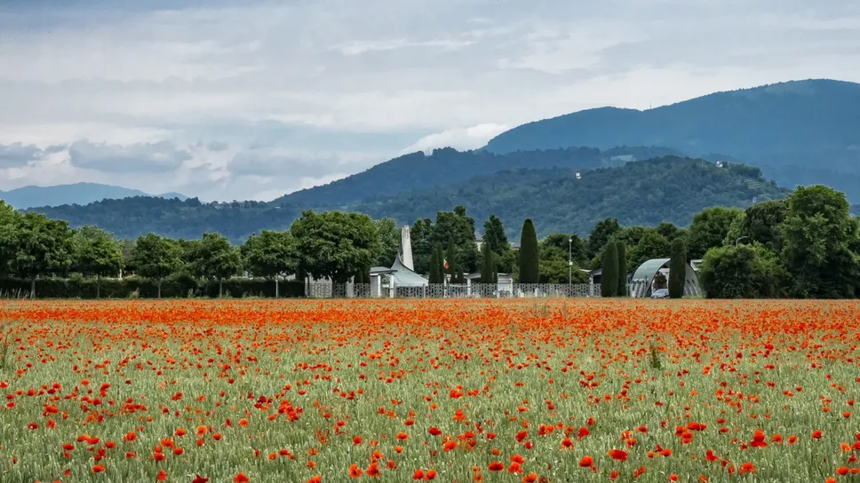 La distesa di papaveri della scorsa primavera al «Triangolone»