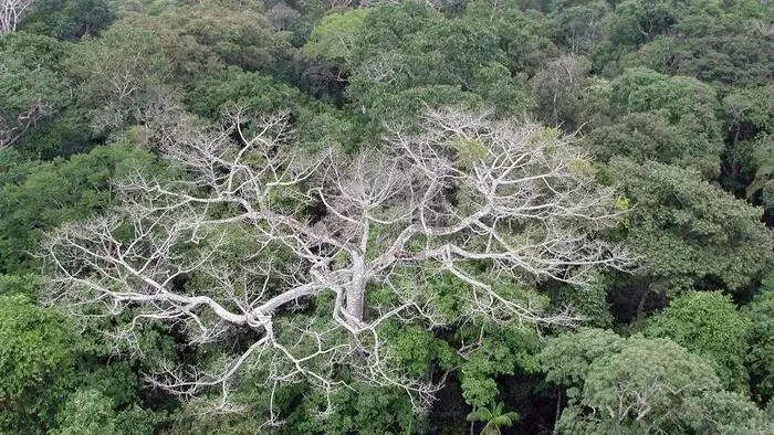 https://storage.ecodibergamo.it/media/photologue/2025/9/5/photos/cache/wwf-allarme-amazzonia-la-deforestazione-continua_4039890a-8a30-11f0-923a-e762868bd155_v3_large_16_9.webp