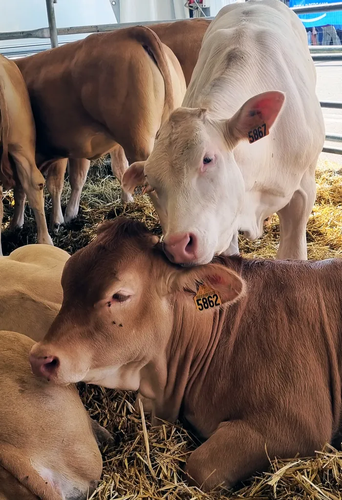 Tra i tanti eventi collaterali, giornata dedicata alla premiazione dei bovini