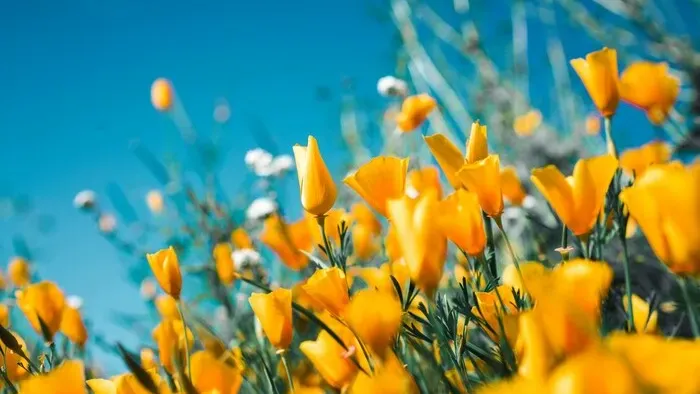 https://storage.ecodibergamo.it/media/photologue/2025/9/7/photos/cache/un-circuito-genetico-lega-i-fiori-a-luce-e-temperatura_9d7a63fe-8bcb-11f0-923a-e762868bd155_v3_large_16_9.webp