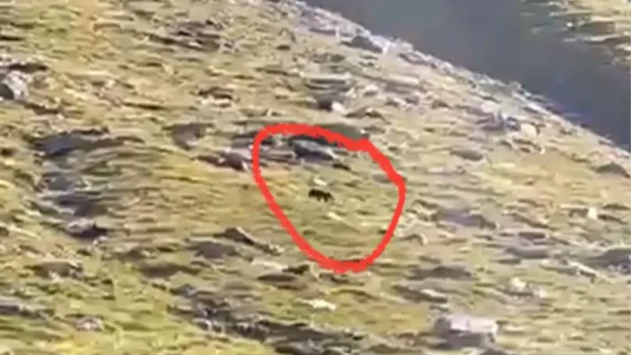 https://storage.ecodibergamo.it/media/photologue/2025/9/9/photos/cache/un-orso-avvistato-e-filmato-in-val-di-scalve-sopra-il-rifugio-tagliaferri-il-vi_3f83c5c8-8d61-11f0-9b1b-59e071c2bee2_1920_1080_v3_large_16_9.webp