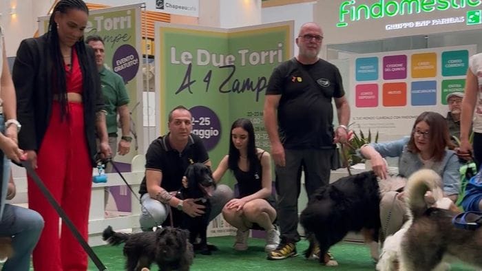 solidariet224 a quattro zampe il progetto delle due torri per i cani in difficolt224