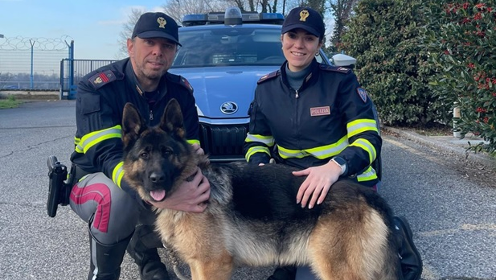 Il pastore tedesco di un anno Kora, smarrito in A4 salvato dall’intervento degli agenti della polizia stradale di Seriate, Alessandro e Naomi