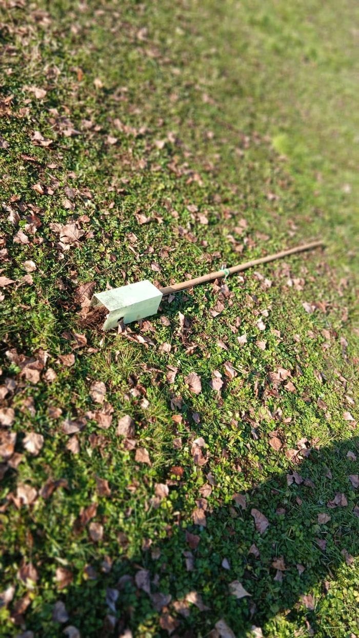 L’albero sradicato