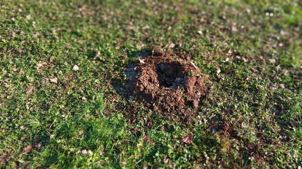 Quel che rimane della piantumazione dell’albero di Gernika al parco Goisis