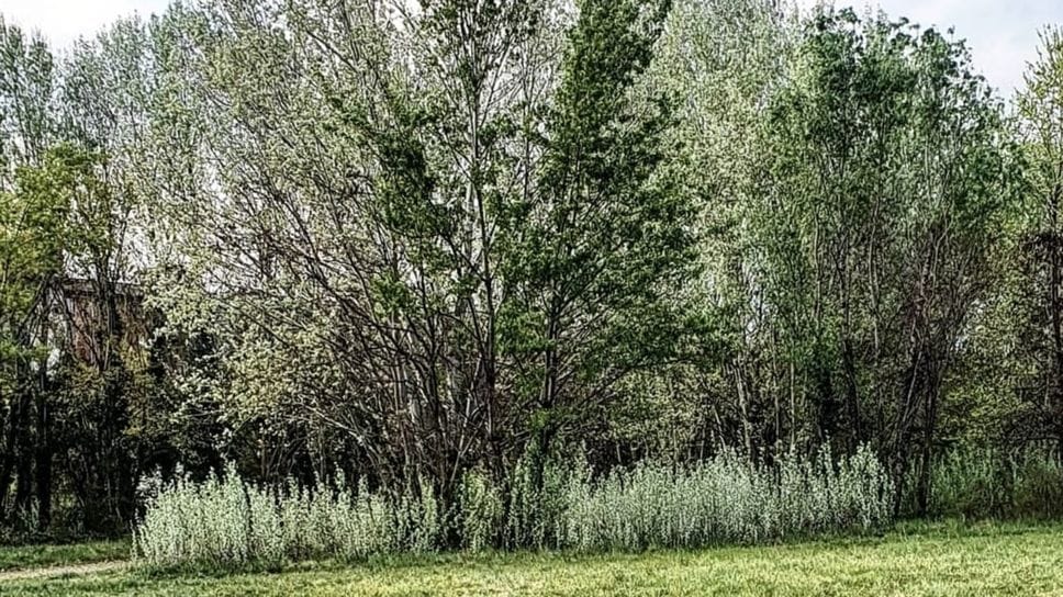 Il Comune ha messo a punto un Piano del Verde. Solo altre 11 città in Italia ne hanno adottato uno