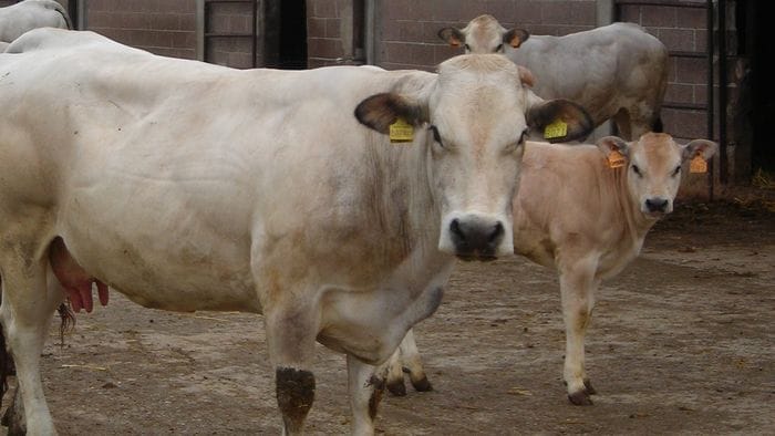 giornata nazionale oggi la prevenzione veterinaria 232 in festa da Ecodibergamo.it giornata nazionale oggi la prevenzione veterinaria 232 in festa