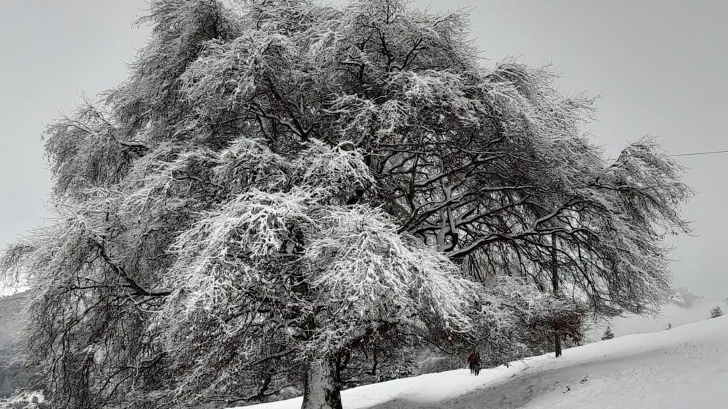 (Autore Elena Anesa)