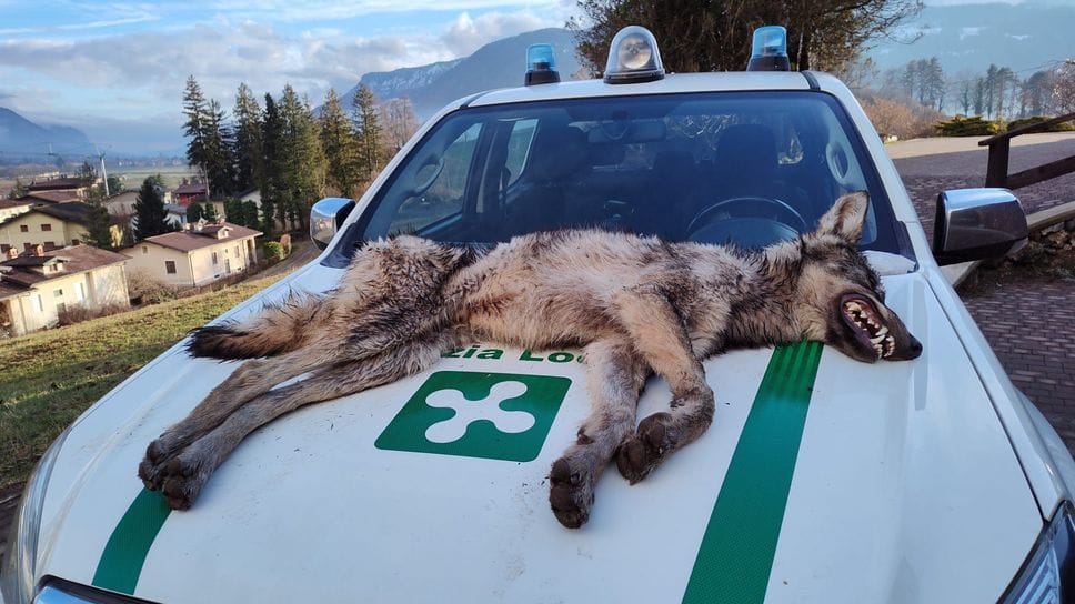 A seguito di una segnalazione gli agenti della polizia provinciale hanno rinvenuto un lupo morto in località Conca Verde, nel comune di Rovetta.