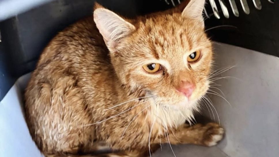 Il gattino salvato dai Vigili del fuoco a Martinengo