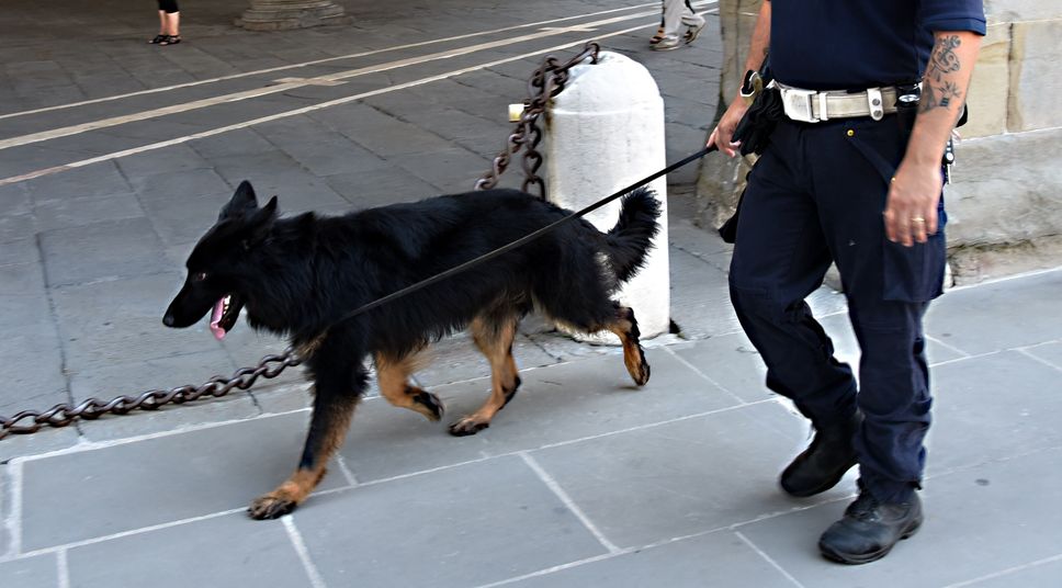 Il cane Tenai con il conduttore