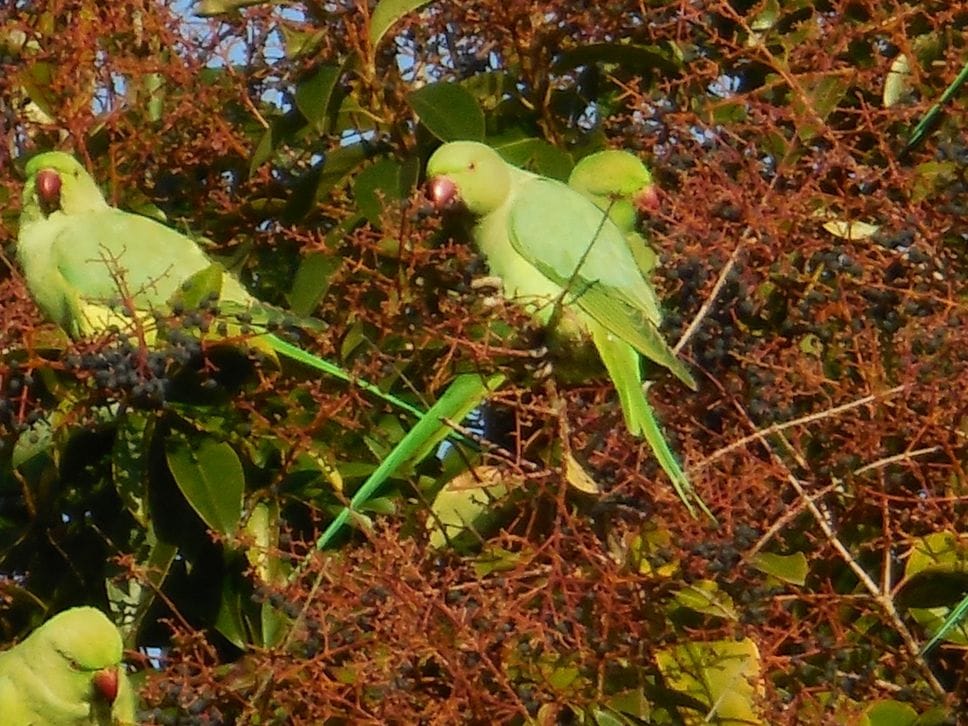 Un dettaglio dei parrocchetti dal collare su un albero del parco di Boccaleone a Bergamo