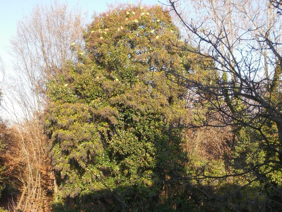 L’albero che sulla cima è colorato di verde intenso per la presenza dei parrocchetti dal collare