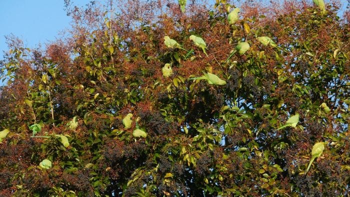una trentina di pappagalli avvistati al parco di boccaleone a bergamo foto