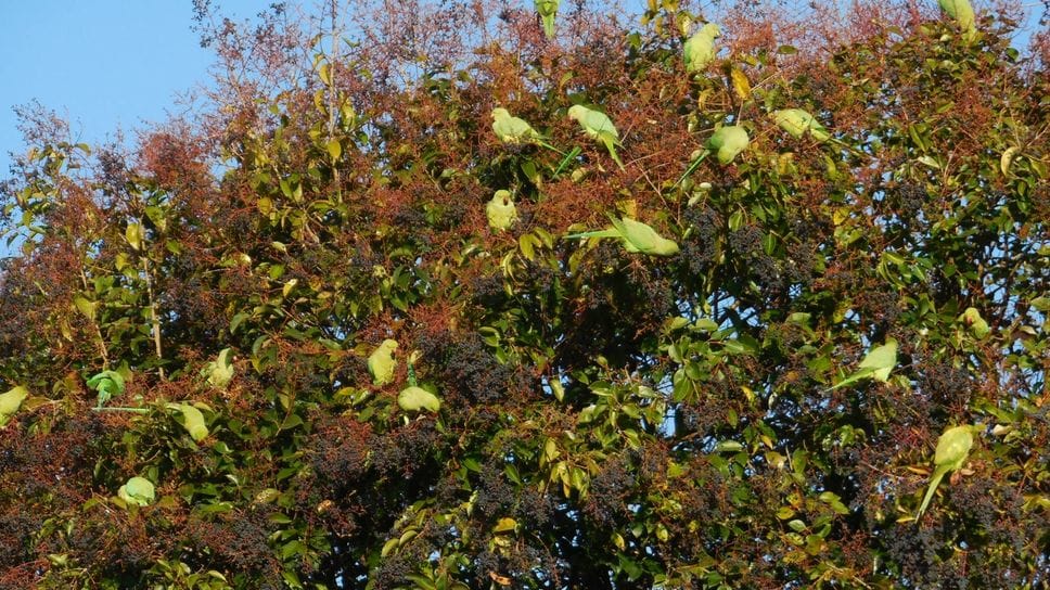 I pappagalli al Parco delle Rane, fotografati da un nostro lettore