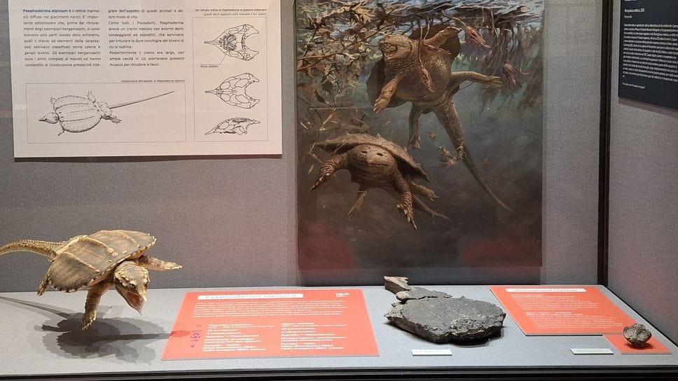 La vetrina del Museo di Scienze Naturali «E. Caffi» dedicata ai rettili marini del Triassico