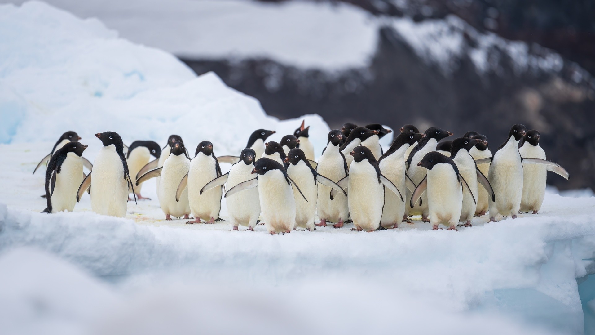 Una colonia di pinguini di Adelia