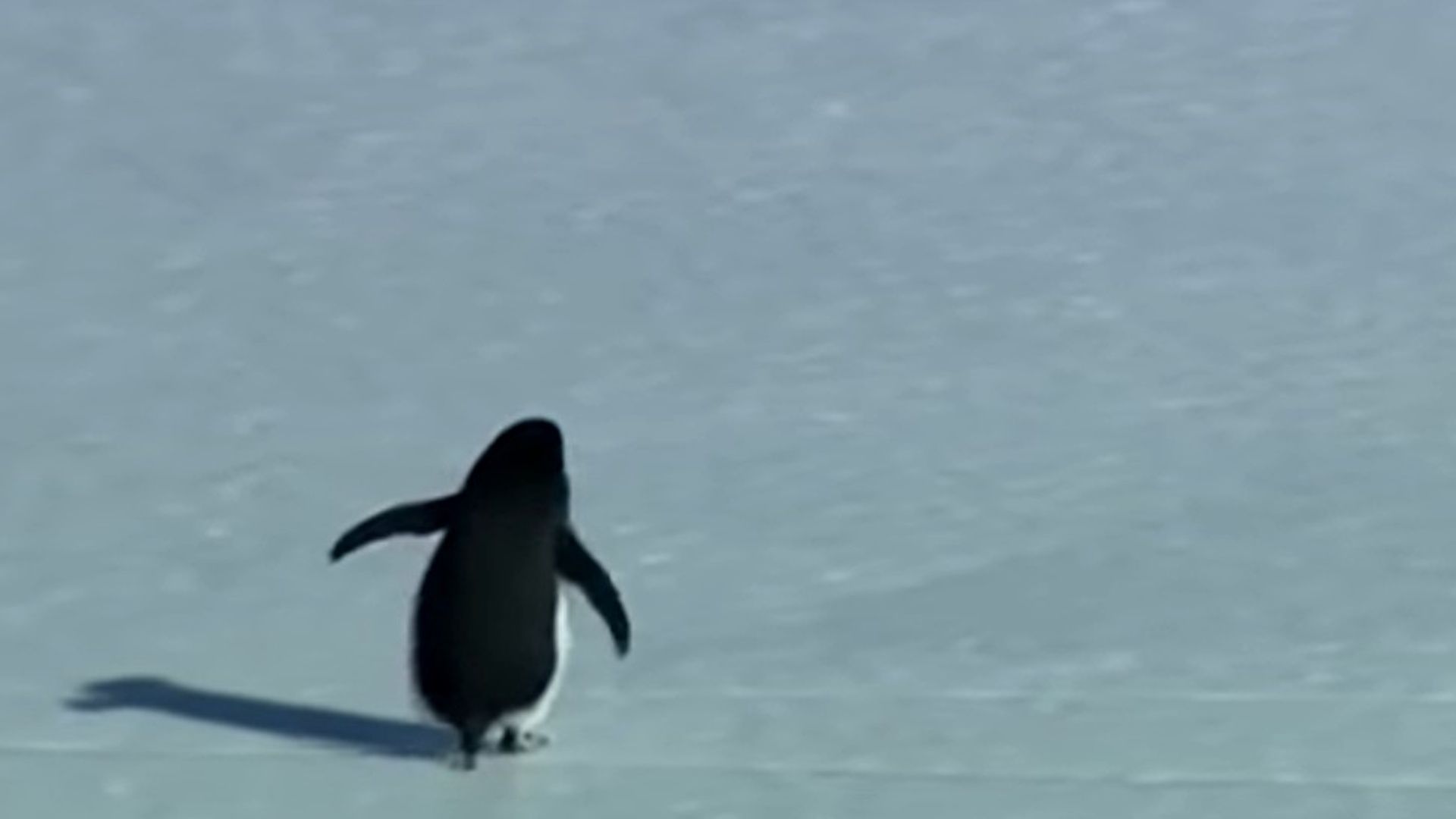 dal documentario al meme la vera storia del pinguino nichilista da Ecodibergamo.it dal documentario al meme la vera storia del pinguino nichilista