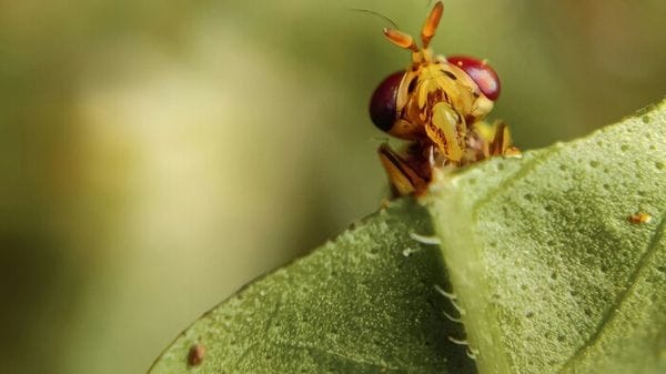 Prolungata del 25% la vita di animali, la chiave in un enzima 