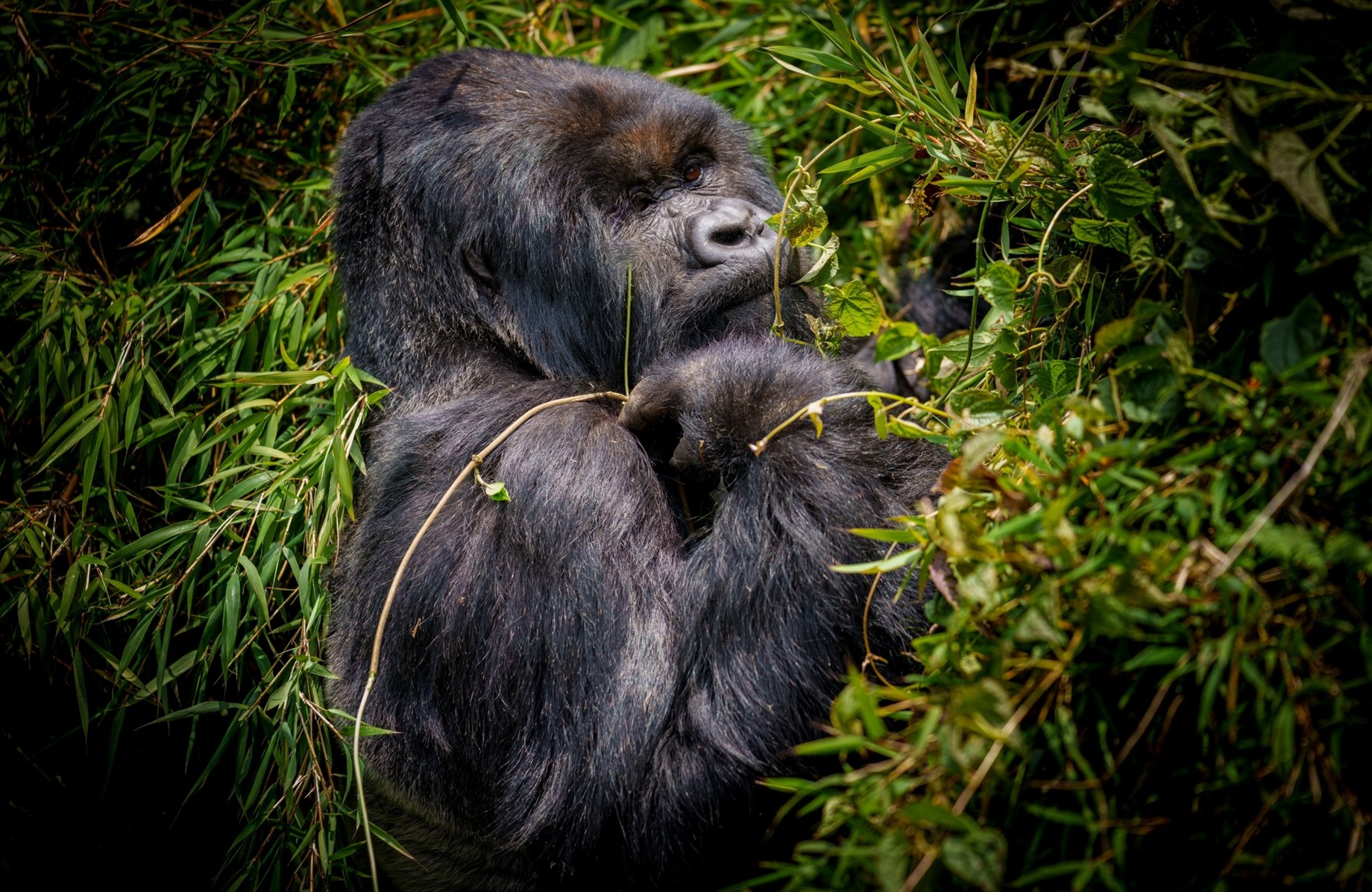 «Ti guardano come se fossi parte della foresta»: Shelly Masi e una vita tra i gorilla