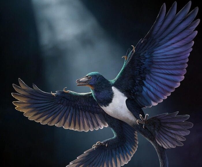 Scoperta in Cina una nuova specie di dinosauro con le ali 