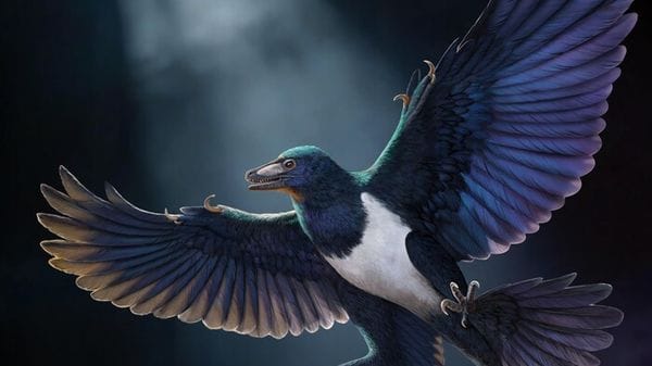 Scoperta in Cina una nuova specie di dinosauro con le ali 