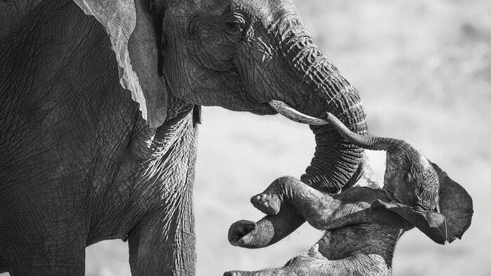 E' italiano il vincitore del Wildlife Photographer of the Year 