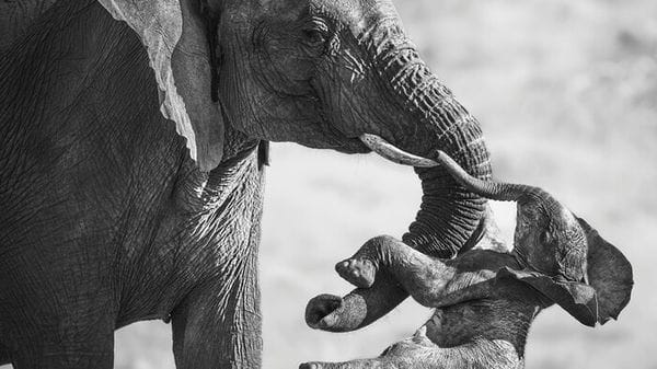 E' italiano il vincitore del Wildlife Photographer of the Year 