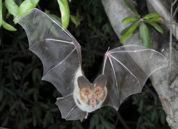 Riscritta l'evoluzione dei pipistrelli, è iniziata in Europa 65 milioni di anni fa  